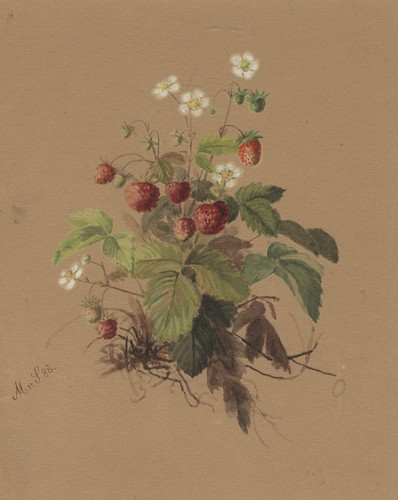 Monogr erdbeeren - erdbeeren.,