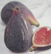 Ficus 'Noire de Nice' 2 Enten