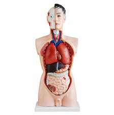 Anatomie Modell Torso Mann Männlich Lebensgroß 85cm 19 Teile mit Organen MedMod