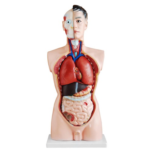 Anatomie modell torso mann - anatomie,