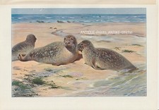 Seehund (Phoca vitulina)