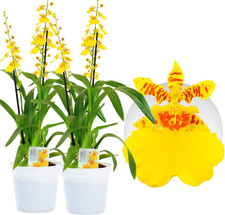 Echte Orchideen Oncidium Joost - 2 große Zimmerpflanzen aus Holland