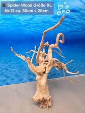 🪸 Moorkienwurzel-