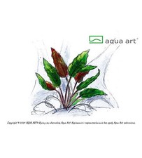 Aqua Art In Vitro Cryptocoryne wendtii 'Mi Oya'