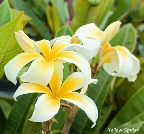 Frangipani plumeria yellow - frangipani, -yellow