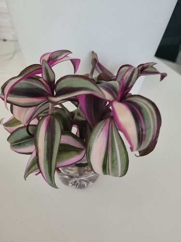 Tradescantia zebrina variegata - tradescantia,