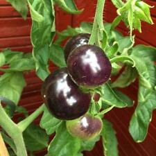 Indigo Rose blaue Tomate blue tomato herrliches Farbspiel beim Abreifen