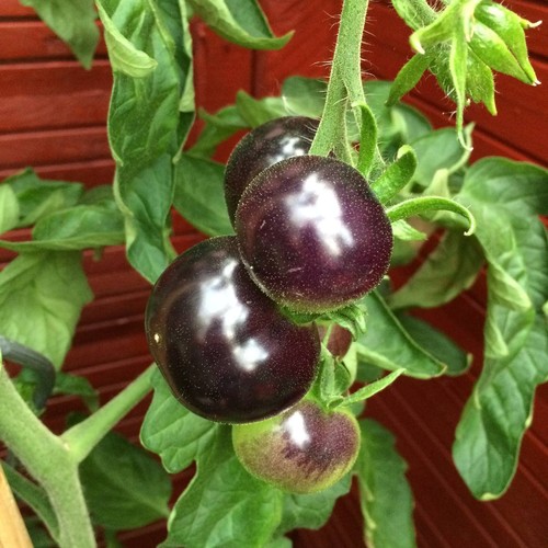 Indigo rose blaue - blaue, tomate
