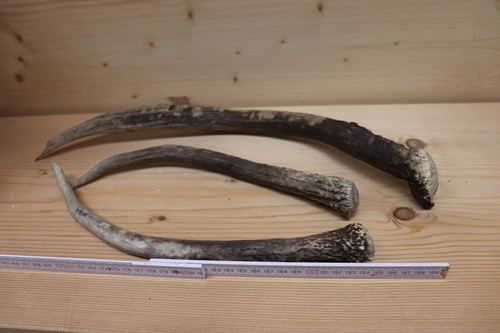Spießer hirschspießer geweih - spießer,