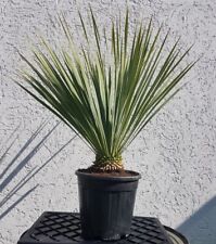 Yucca Rostrata ca.  60-70cm Winterhart bis ca. -15 Grad