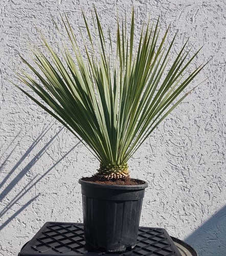 Yucca rostrata 60 70cm - ca.,