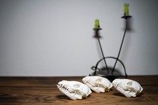 Marderhund Schädel, Echtschädel, Präparat, Deko, Trophäe, Tierknochen, Knochen