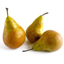 Birnenbaum Konferencja -