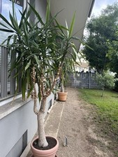 Yucca Palme 2m hoch