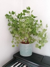 Zitronengeranie Pelargonium