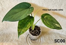 Syngonium Chiapense Albo