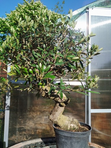 Bonsai olea europaea shari - olea,