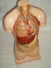 Somso torso lehrmodell - somso,