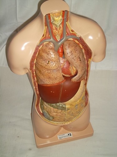 Somso torso lehrmodell - somso,