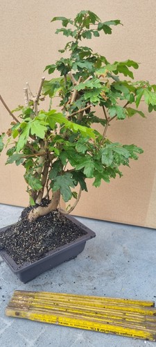 Bonsai feldahorn acer - bonsai,,