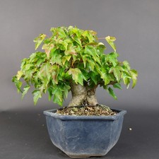 Bonsai - Dreispitzahorn, Acer