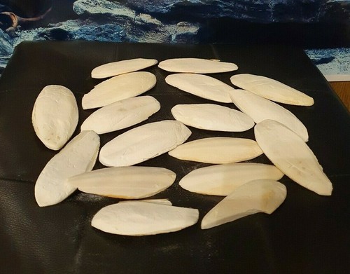 Sepiaschalen 12cm - 5, 7-12cm