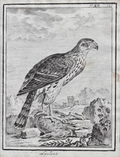 Geier Vulture Vautour