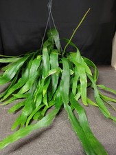 SELTEN Lepismium houlletianum