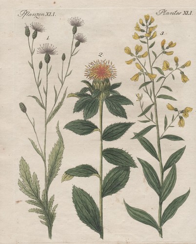 Scharte serratula - scharte,