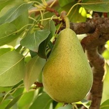 Birnenbaum Komisówka -