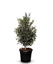 Olivenbaum olea europea - olivenbaum,