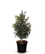 Olivenbaum Olea Europea in