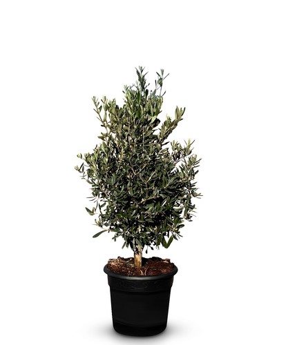Olivenbaum olea europea - olea,