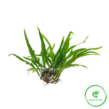 10x Microsorum sp. 'Trident'