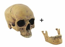 Anatomieschädel mit