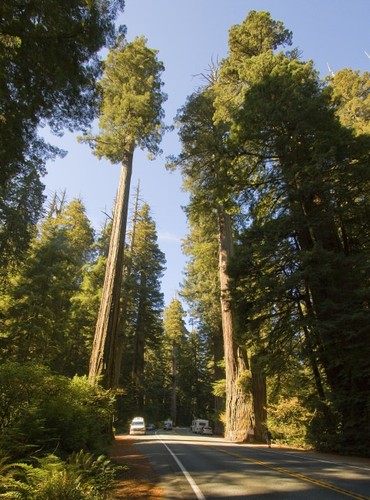 Coastal redwood sequoia - coastal, (sequoia
