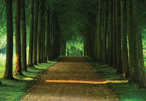 Wald weg natur bäume - wald,