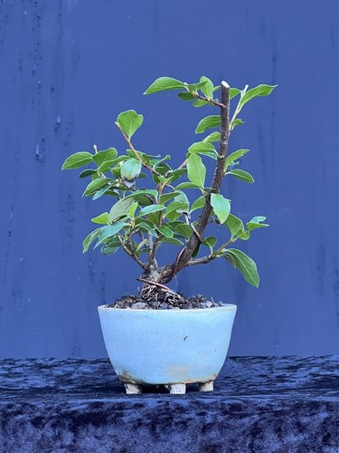 Bonsai shohinbonsai - -,
