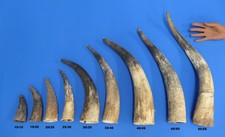 Rinderhorn oder Kuhhorn, Naturhorn nach Hornlänge wählbar / Preis je 1 Horn!