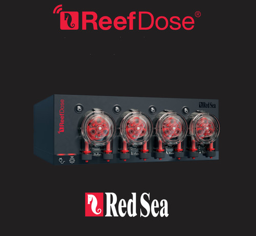 Red sea reefdose - sea,