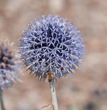 Kugeldistel Veitch Blue -