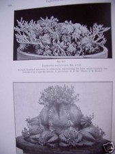 2 Bd. Succulent Euphorbieae