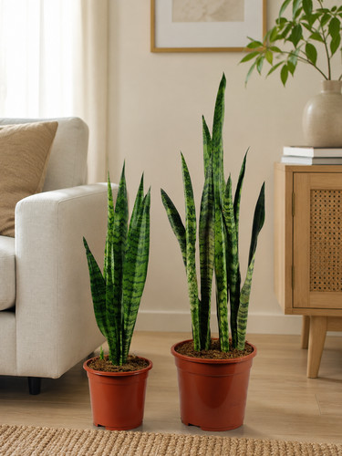 Ceylon bogenhanf sansevieria - ceylon,
