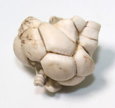 Crinoide, Mooreocrinus