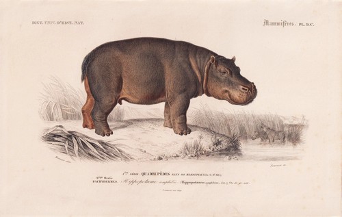 Hippopotamus amphibius