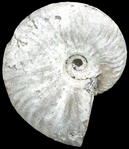 Kreide aioloceras besairiei - aioloceras,