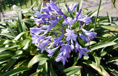 Samen gartenblume - gartenblume,