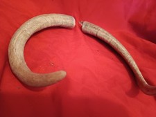 ECHTE GEWEIH ,HÖRNER vom Steinbock, Ziegenbock, Ziege ,(cod.NK10) Gesamtlänge (c