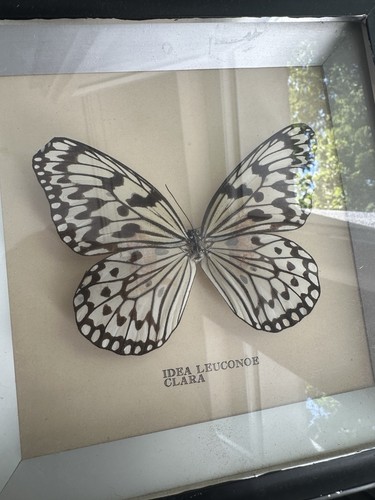 Echter schmetterling weiße - echter,
