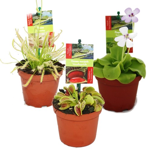 Exotenherz starter set - exotenherz,